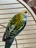 Rosella met bleke kop, koppel van 2025