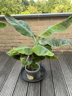Musa (bananenplant) - 3 stuks, Ophalen