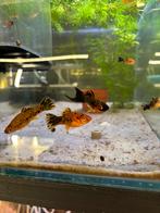 Verschillende Zwaarddragers, Dieren en Toebehoren, Vissen | Aquariumvissen, Vis, Zoetwatervis