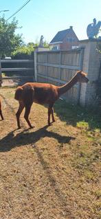Alpaca merrie, Dieren en Toebehoren, Mei, Vrouwelijk