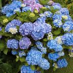 Hortensia Macrophylla, Tuin en Terras, Ophalen