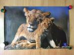 dierenposters (98x65 cm en 42x30 cm) -leeuw,sneeuwluipaard, Ophalen of Verzenden, Gebruikt