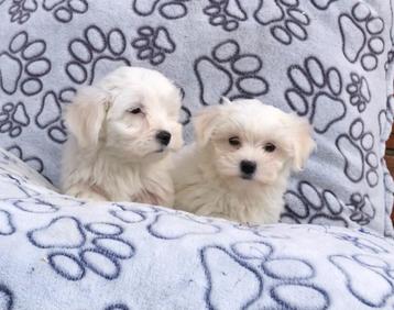 Maltezer pups 