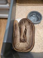 Piebald Koningspythons à vendre !, Animaux & Accessoires, Reptiles & Amphibiens, Serpent, Domestique, 0 à 2 ans
