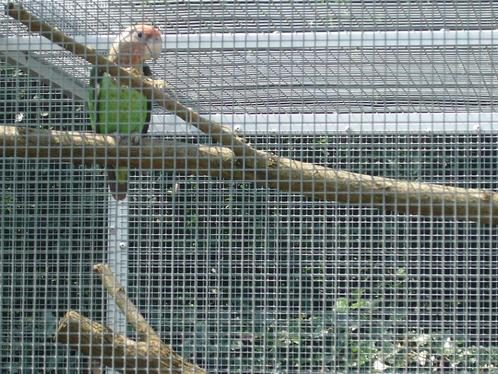 Kaapse papegaai (Poicephalus Fuscicollis Suahelicus) en...., Dieren en Toebehoren, Vogels | Parkieten en Papegaaien, Papegaai