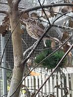 Zanglijsters, Dieren en Toebehoren, Vogels | Overige Vogels, Wildzangvogel, Geringd