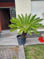 palm, Tuin en Terras, Planten | Tuinplanten, Ophalen, Vaste plant