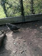 Mechelse koekoek hennen, Dieren en Toebehoren, Vrouwelijk, Kip