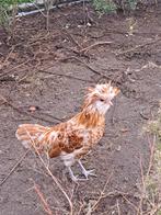 Ik zoek padua kriel haan, Animaux & Accessoires, Volatiles, Mâle, Poule ou poulet