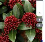 Skimmia Japonica 'Rubella' min 120 cm, Tuin en Terras, Ophalen, Winter, Halfschaduw, Overige soorten