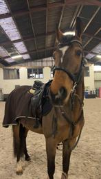 cheval a vendre, Enlèvement, Comme neuf