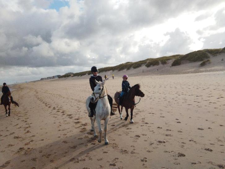 recreatieve D-pony, Animaux & Accessoires, Poneys, Jument, Poney de récréation, 11 ans ou plus, Avec puce électronique, Vermifugé