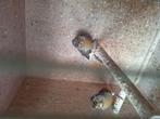 2 Kanaries te koop, Dieren en Toebehoren, Vogels | Kanaries