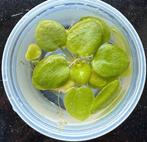 Amazone kikkerbeet (Limnobium laevigatum), Dieren en Toebehoren, Ophalen of Verzenden, Nieuw, Plant(en), Steen of Hout