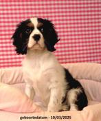 Super leuke Cavalier King Charles pup!, 15 weken tot 1 jaar, Buitenland, CDV (hondenziekte), Meerdere