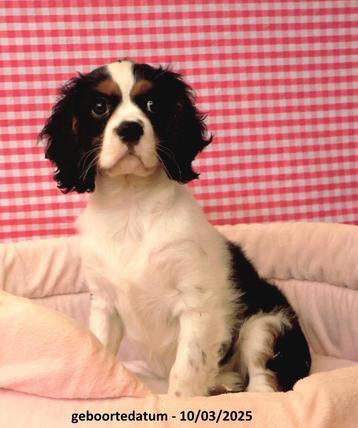 Des chiots Cavalier King Charles super mignons !, 15 semaines à 1 an, Étranger, Parvovirose, Plusieurs animaux