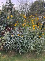 Zonnebloem vast, Tuin en Terras, Ophalen, Volle zon