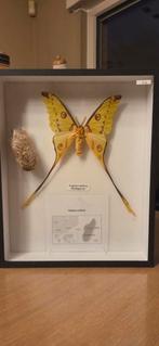 Argema mittrei, Verzamelen, Ophalen, Zo goed als nieuw, Insect