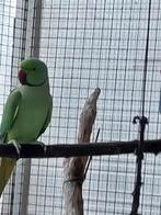 koppel halsbanden met dna, Dieren en Toebehoren