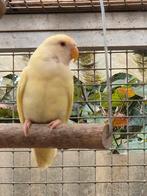 Jonge gele dwergpapegaai roseicollis agapornid