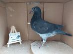 Reisduiven met eigendomsbewijs, Animaux & Accessoires, Oiseaux | Pigeons
