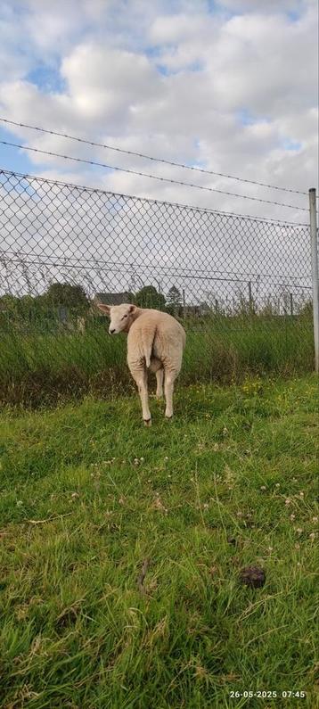 5 Ram lammeren. 3,5 maand , bieding per stuk, Mannelijk, Schaap, 0 tot 2 jaar