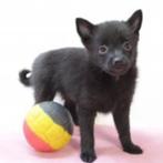 Schipperke - Chiots belges à vendre, Animaux & Accessoires, Chiens | Bergers & Bouviers, Commerçant, Autres races, 8 à 15 semaines