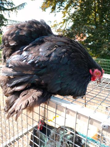 Cochinkriel hennen  beschikbaar voor biedingen