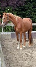 Brave 3 jarige ruin, Dieren en Toebehoren, Gechipt, Minder dan 160 cm, B, Ruin