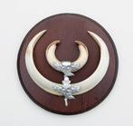 Groot schild tanden EVERZWIJN / WILD ZWIJN - ref. O, Ophalen of Verzenden, Gebruikt, Wild dier, Overige typen