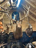 Taxidermie hertenkop, Antiek en Kunst, Ophalen of Verzenden