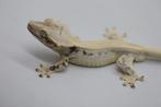SALE! 1.0 High End Black&White Lilly White wimpergekko man, Lézard, Domestique, 0 à 2 ans