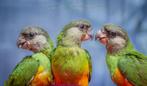 YOUYOU DU SENEGAL, Dieren en Toebehoren, Vogels | Parkieten en Papegaaien, Mannelijk, Papegaai