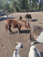 Schetland pony, A pony (tot 1.17m), Recreatiepony, Gechipt, 11 jaar of ouder