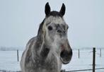 Paard te koop, Dieren en Toebehoren, Ruin