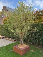Olijfboom, Tuin en Terras, Olijfboom, 250 tot 400 cm, Zomer, Ophalen