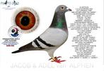 Herman Koopman hen 2024