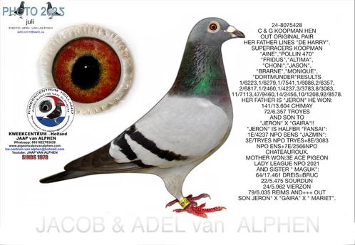 Herman Koopman hen 2024, Dieren en Toebehoren, Vogels | Duiven