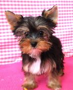 Super leuke Yorkshire pups!, Yorkshire Terriër, 15 weken tot 1 jaar, Buitenland, Meerdere