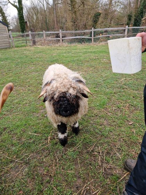 Walliser Schwarsnase ram, Dieren en Toebehoren, Schapen, Geiten en Varkens