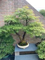 Bonsai Acer Arakawa, Tuin en Terras, Planten | Bomen, Ophalen