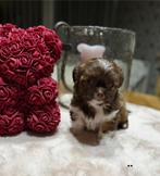 schattige boomertjes (Chihuahua - Shih tzu ) i, België, Particulier, CDV (hondenziekte), 8 tot 15 weken