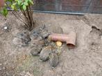 Konijntjes te koop ( vlaamse reus/ parelfeh), Dieren en Toebehoren, Konijnen, Meerdere dieren, Groot, 0 tot 2 jaar