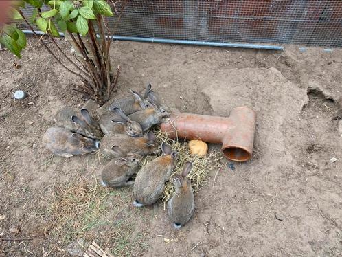 Konijntjes te koop ( vlaamse reus/ parelfeh), Dieren en Toebehoren, Konijnen, Groot, Meerdere dieren, 0 tot 2 jaar