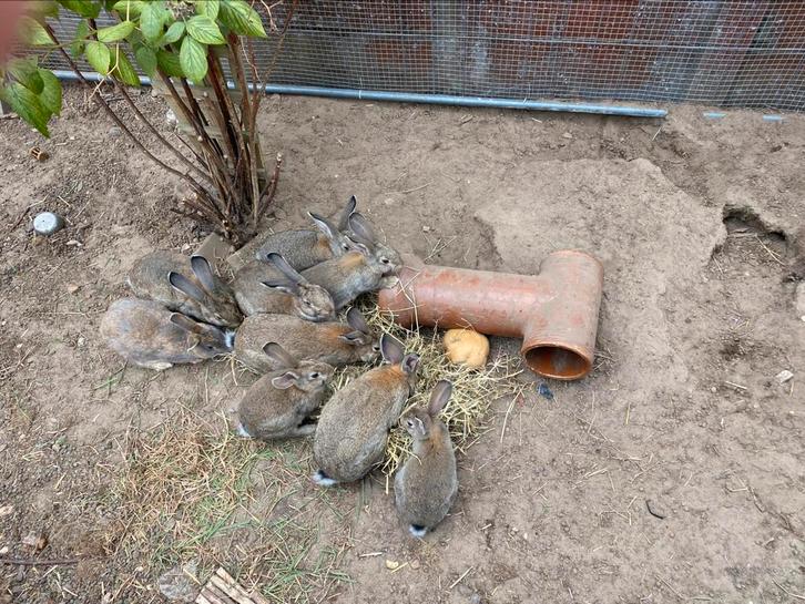 Konijntjes te koop ( vlaamse reus/ parelfeh), Dieren en Toebehoren, Konijnen, Groot, Meerdere dieren, 0 tot 2 jaar