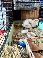 Hangoor konijn, Mâle, Oreilles tombantes