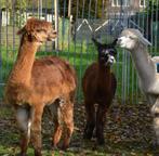 Alpaca wol, Ophalen, Nieuw, Spinwol