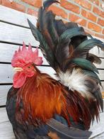Trio 1:2 Chabo tarwe, Meerdere dieren, Kip
