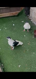 Afghansse duiven, Dieren en Toebehoren, Vogels | Duiven