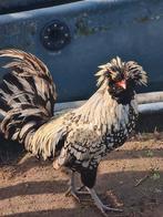 Ayam Cerani, Brahma en Houdan hanen